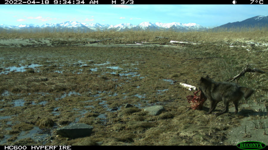 ラッコの死骸を咥えるオオカミ