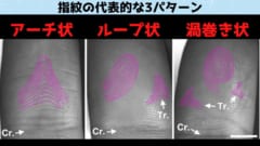 指紋は3つの化合物の配合によって決まる