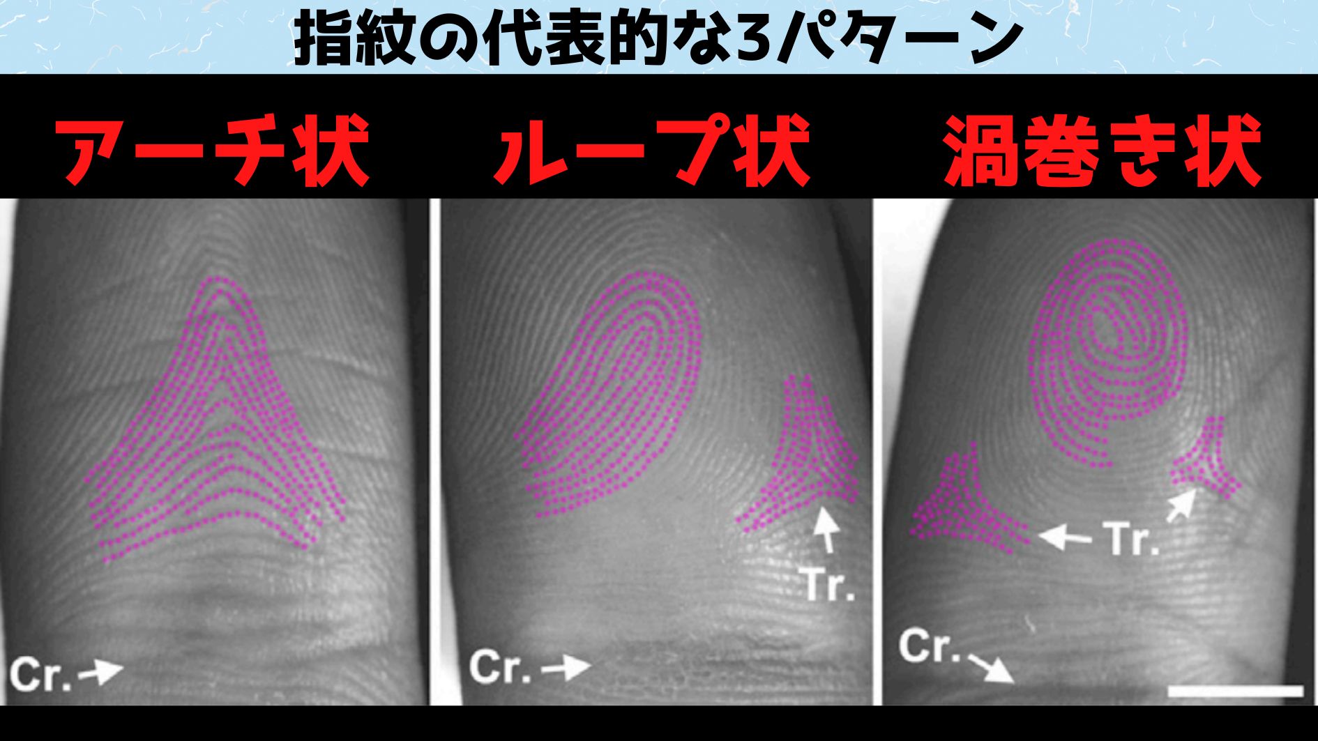 指紋は3つの化合物の配合によって決まる