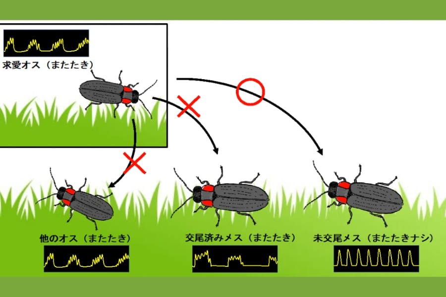 ホタルはミリ秒単位の光の「またたき」までちゃんと会話になっていた！