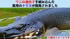 ワニの遺伝子を組み込んだ「食用ナマズ」の開発に成功！