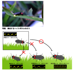 ヘイケボタルの「オス」「交尾済みのメス」「未交尾のメス」の発光の違い
