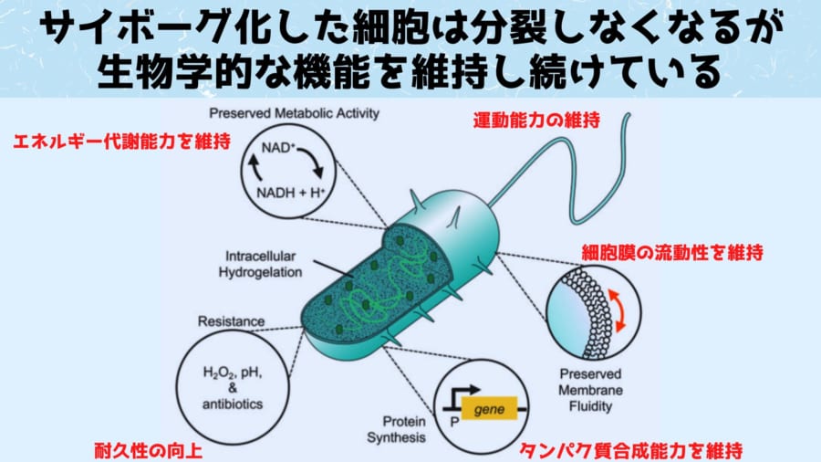 サイボーグ化した細胞は生命機能を維持しつつ耐久性の向上や追加能力の獲得を達成している