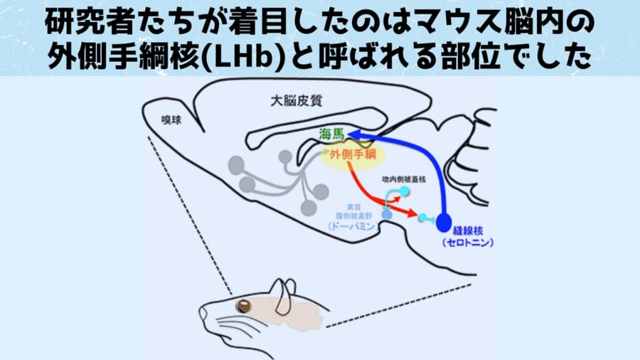 外側手綱核は失望したときに活性化するため失望中枢と呼ばれている