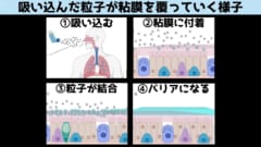 吸い込んだ粒子は粘膜に付着して水分を吸収すると、ウイルスを捕らえるゲル状のバリアへと変化します