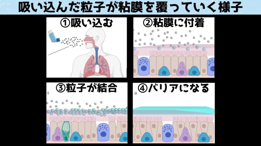 吸い込んだ粒子は粘膜に付着して水分を吸収すると、ウイルスを捕らえるゲル状のバリアへと変化します