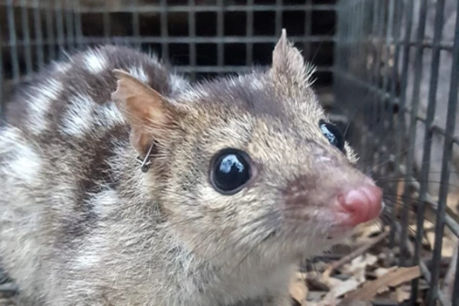 ヒメフクロネコのオスは「繁殖期に全力を出しすぎて」死んでしまう！