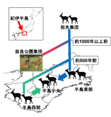 紀伊半島のシカ集団の変遷