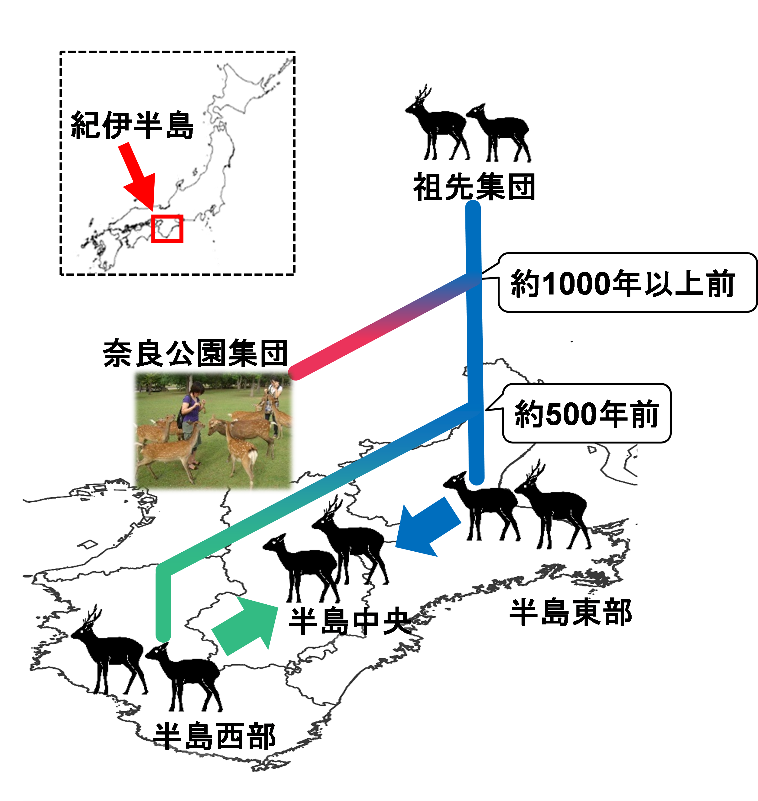 紀伊半島のシカ集団の変遷