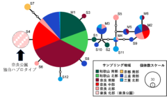 紀伊半島のシカ集団に見られた18の遺伝子型（ハプロタイプ）、奈良公園ではS4のみを確認