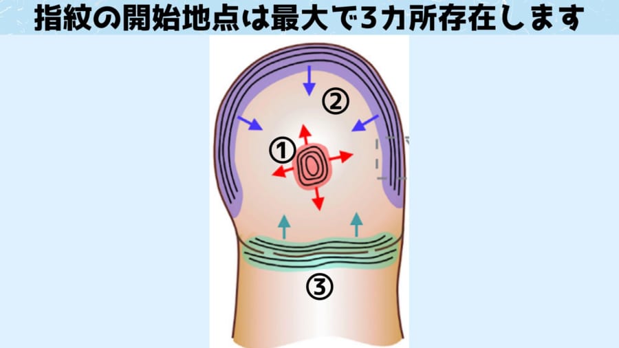 指紋の開始地点は3つある