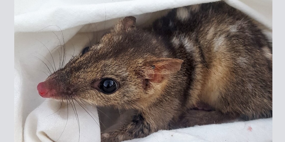 ヒメフクロネコのオスは「生涯一度の繁殖」に全力をかけて寿命を縮めていた！