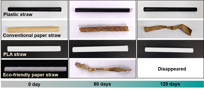 海洋での分解テスト。上からプラスチックストロー（Plastic straw）、従来の紙ストロー（Conventional paper straw）、PLAストロー（PLA straw）、新しいPBS/BS-CNCストロー（Eco-friendly paper straw）