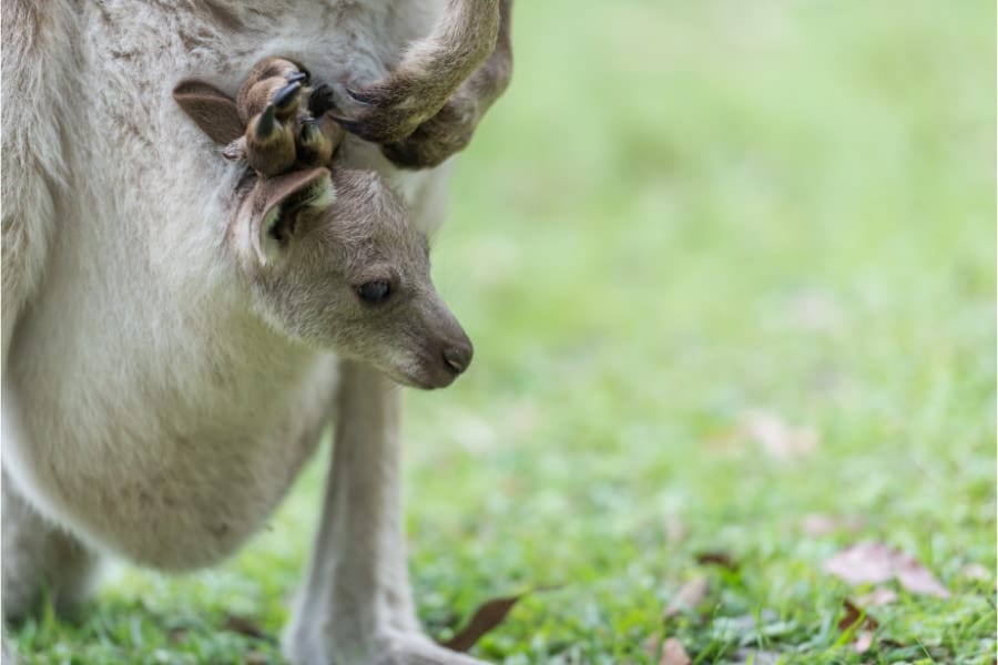 酢酸の生成菌はカンガルーの赤ちゃんにのみ存在