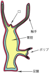 ヒドラの構造