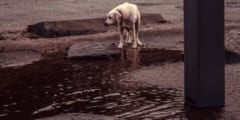 イヌの飼育放棄が増えている