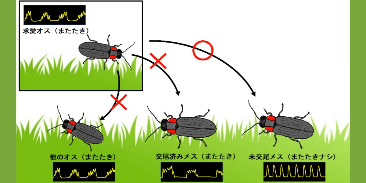 ヘイケボタルは光の「またたき」で求愛パートナーを識別していた！
