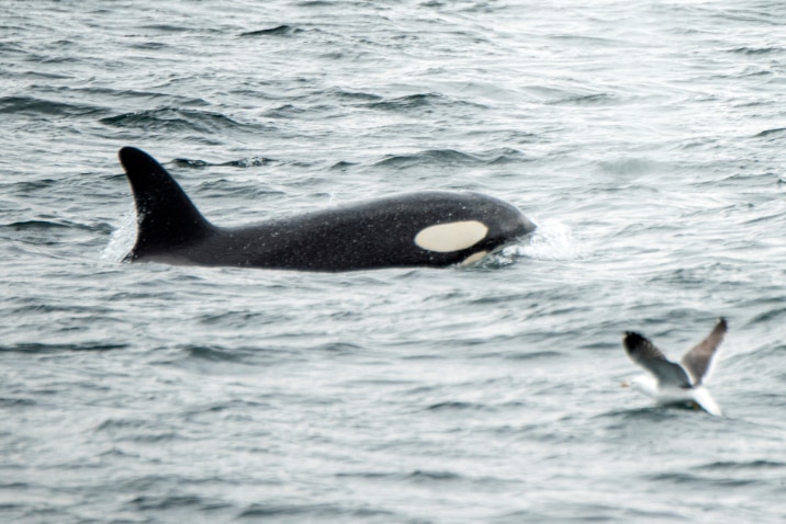 「シャチが親のない子クジラを育てる心温まる光景」研究者「誘拐された子です」