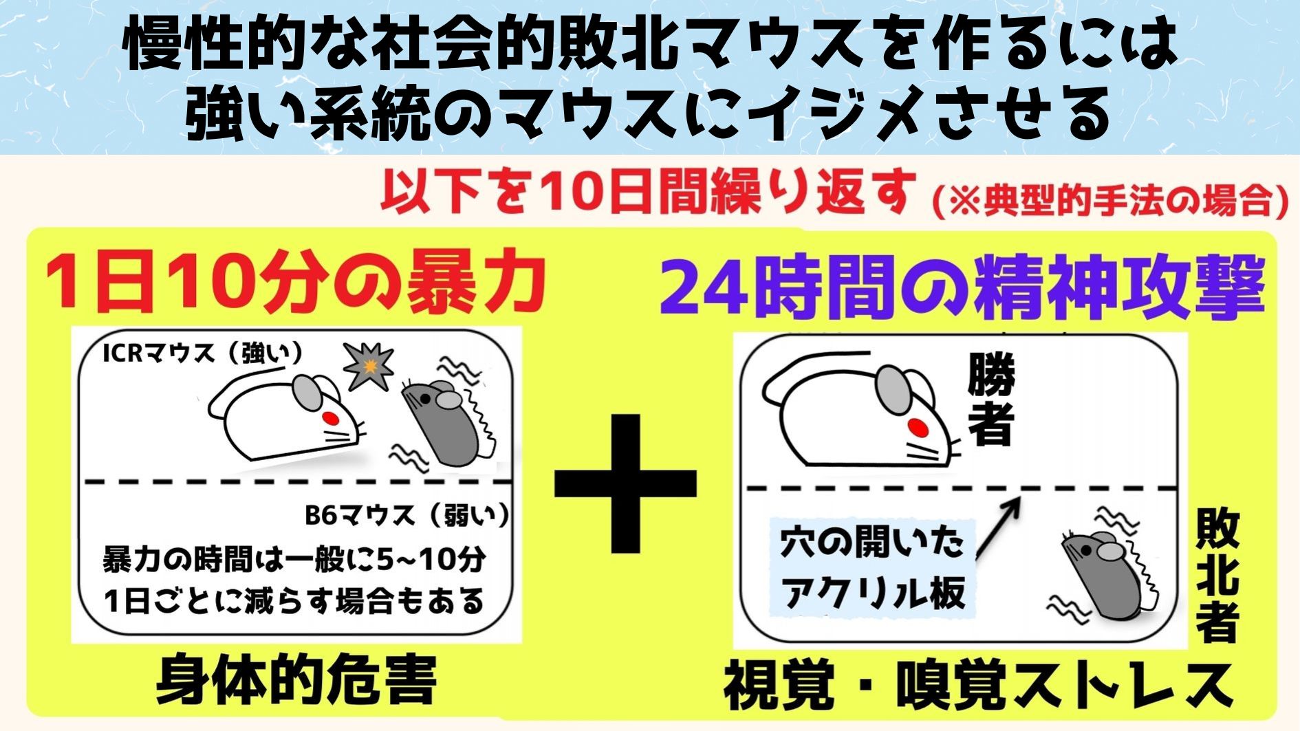 慢性的な社会的敗北ストレスは強いマウスに繰り返しイジメさせることで、うつに似た状態を誘発させることが可能です。確実に社会的敗北ストレスを与えるには、系統の違うより好戦的なマウス種にイジメさせます