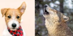 ペット犬に「オオカミの遠吠え」を聞かせるとどうなる？