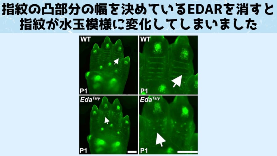 上2つが通常のマウスの足の裏、下2つがEDARを削除したマウスの足の裏