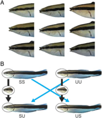 A. 実験に参加したホンソメワケベラの顔、B. 顔と胴体を入れ替えて写真を合成