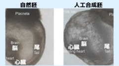 人工合成胚から赤ちゃんがうまれた場合、幹細胞由来の培養物とみなしていいのでしょうか？