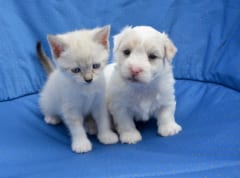 子猫と子犬