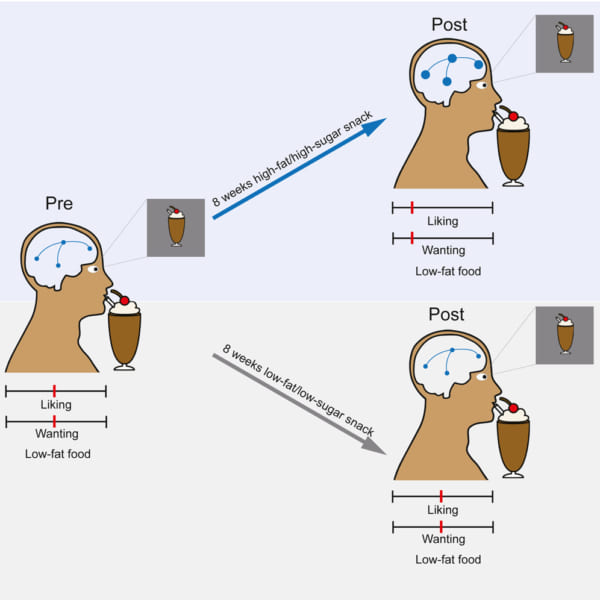 高脂肪・高糖分の食品を食べ続けたグループはドーパミン系が活性化