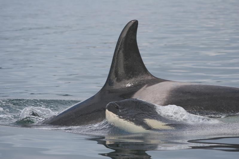 他部族との交流を頑なに拒否する「シャチの集団」近親交配で絶滅しかけていた！