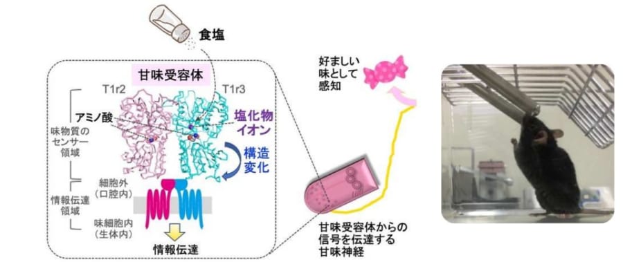 左：本結果の概略図、右：マウスによる味覚実験