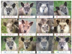 名前を付けられたカモシカたちの顔写真（Fはメス、Mはオス）