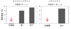 女王アリ体内の酸素濃度