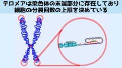 DNAの複製を行う酵素はDNAに結合しつつ新たなDNA鎖を作っていきます。 しかしDNAの末端になると複製酵素が結合できる足場がなくなってしまい、最末端の複製だけが不完全に終わってしまうからです。 この最末端部分に、生命を維持する設計図情報を入れておくわけにはいきません。 そのため私たちのDNAの末端は多少削られても影響がないように、テロメアと呼ばれる同じ6つの塩基配列「TTAGGG」が繰り返された構造を持っているのです。