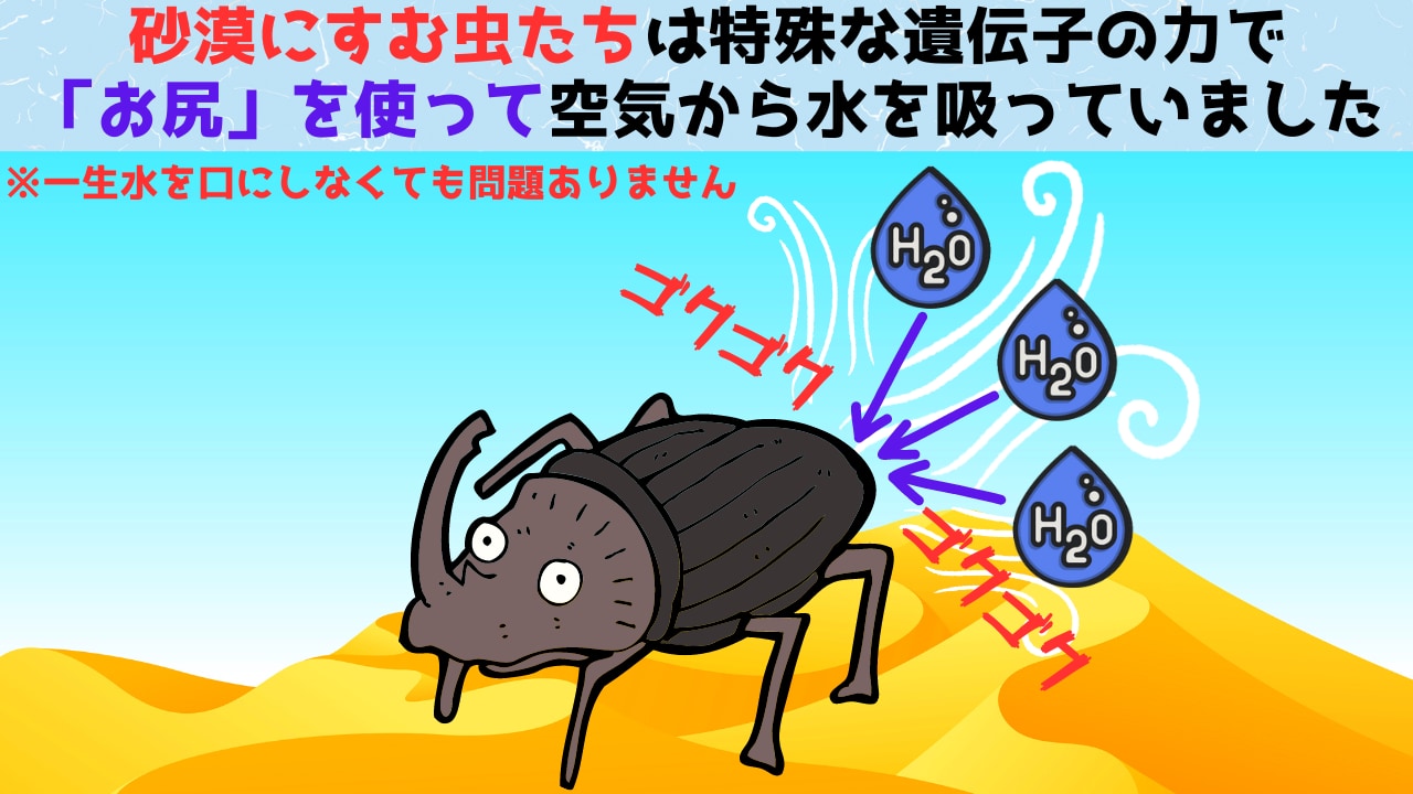 「お尻」から空気中の水分吸収を可能にする甲虫の特殊な遺伝子を特定！の画像 1/5