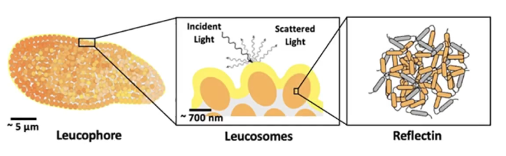 「白色素胞」の模式図（無数のリフレクチンが塊となってナノ構造を作っている）