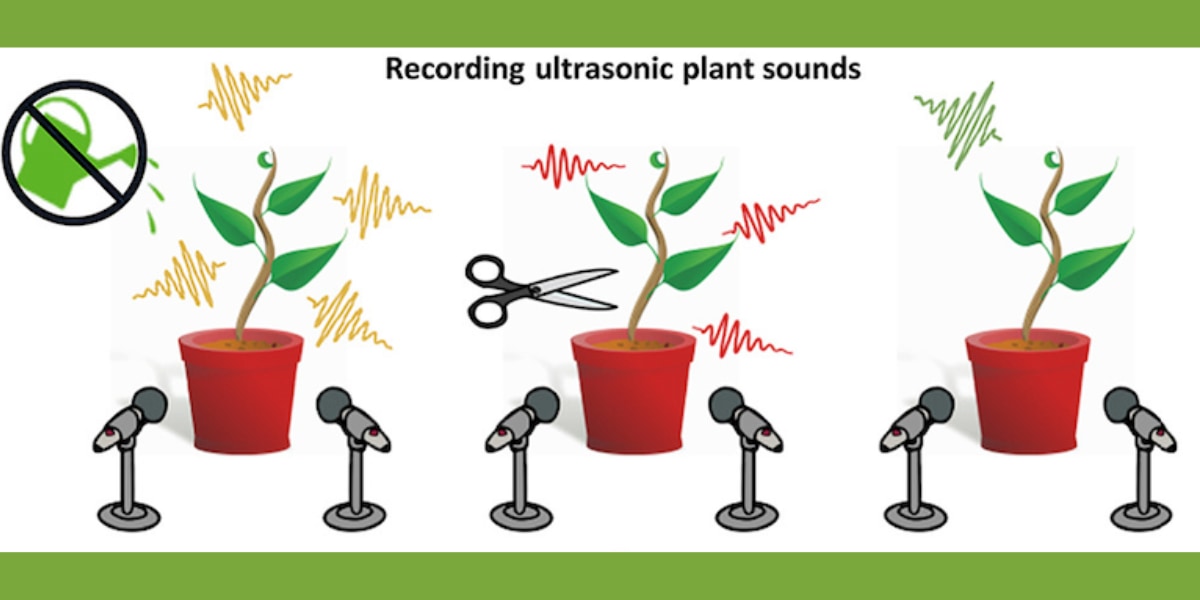 ストレスを受けた植物は人に聞こえない「悲鳴」をあげていた！