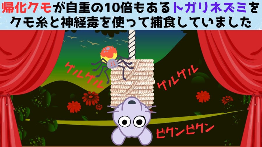 クモ糸にひっかかたトガリネズミが「3日かけて」食べられ残骸に