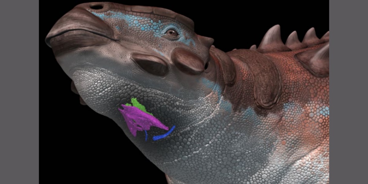 世界初となる「恐竜の喉化石」を発見！鎧竜は鳥のようなピーピー声だった⁈