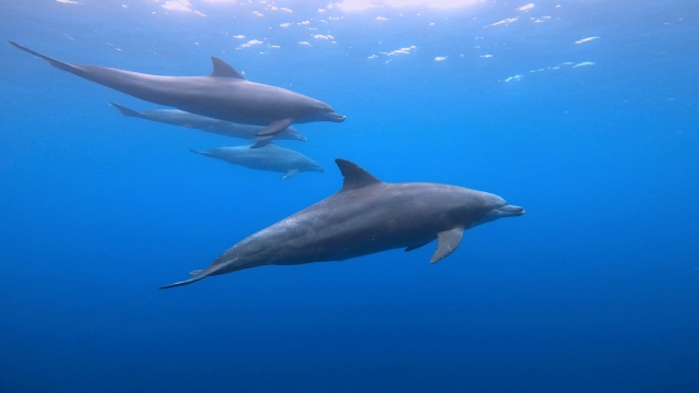 悠々と泳ぐミナミハンドウイルカ