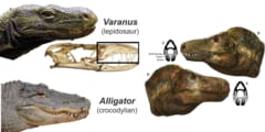 オオトカゲとワニでは牙を覆う皮膚の有無がある。T-レックスはどちらにより近かったかが議論されている。