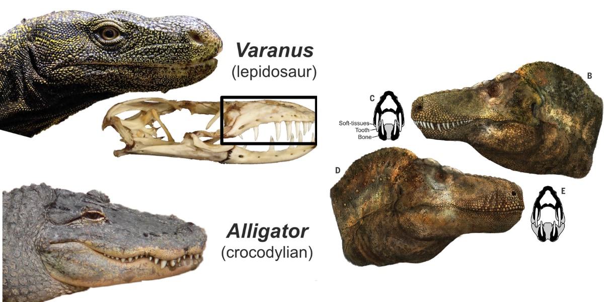オオトカゲとワニでは牙を覆う皮膚の有無がある。T-レックスはどちらにより近かったかが議論されている。