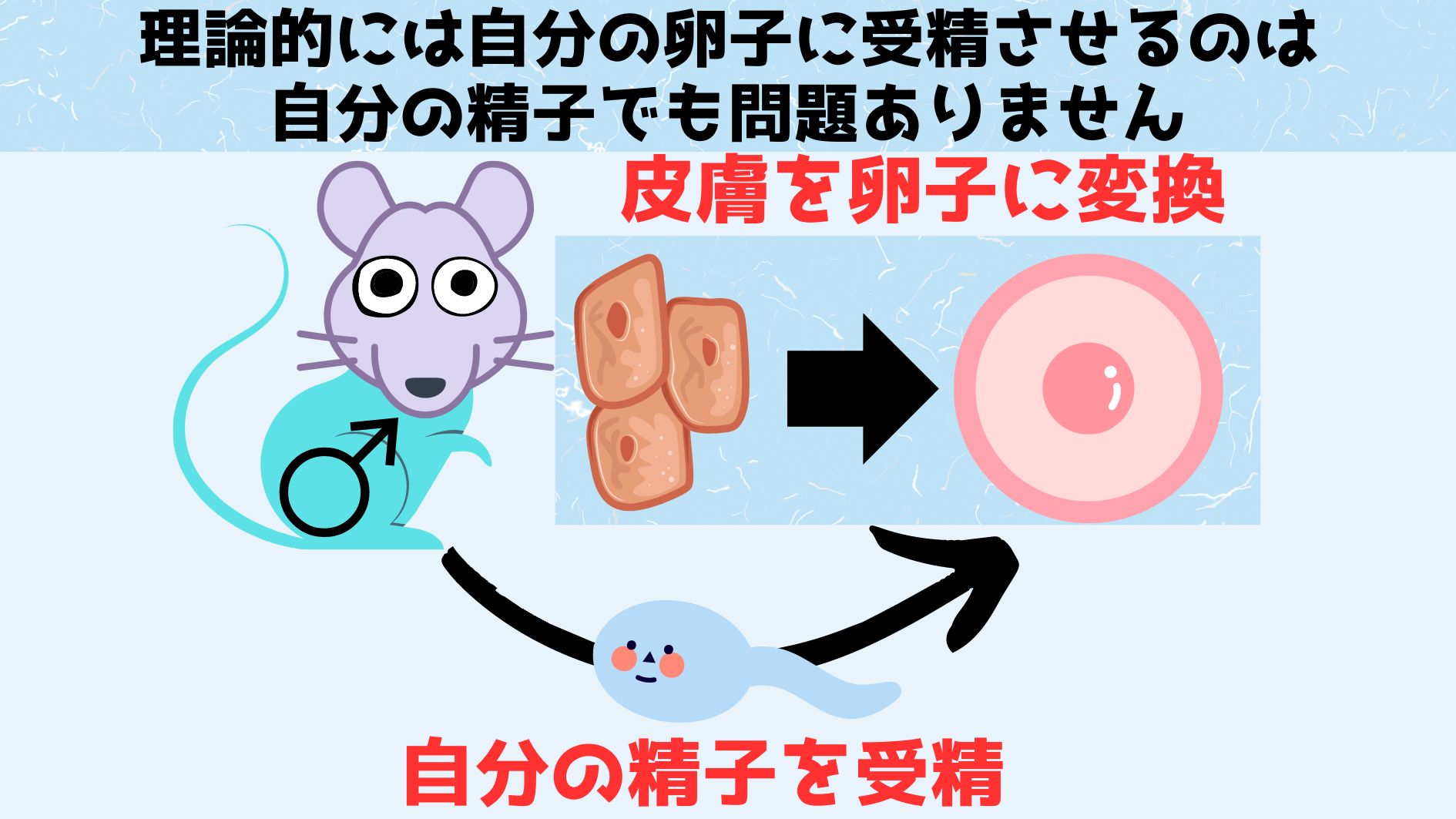 オス皮膚から作った卵子に同じオスの精子を受精させれば、単為生殖のようにオス1匹で子孫を作れる