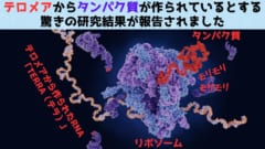 「テロメア」からタンパク質が作られているとする研究結果が発表！