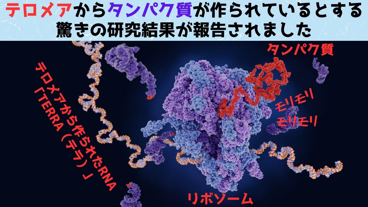 「テロメア」からタンパク質が作られているとする研究結果が発表！