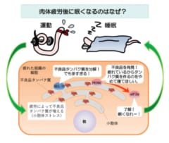 不良タンパク質の蓄積を止めるために「眠くな〜れ」と脳に指令