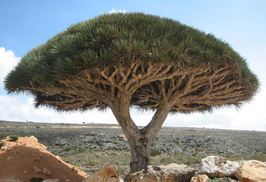 ソコトラ島に自生する Dracaena cinnabari