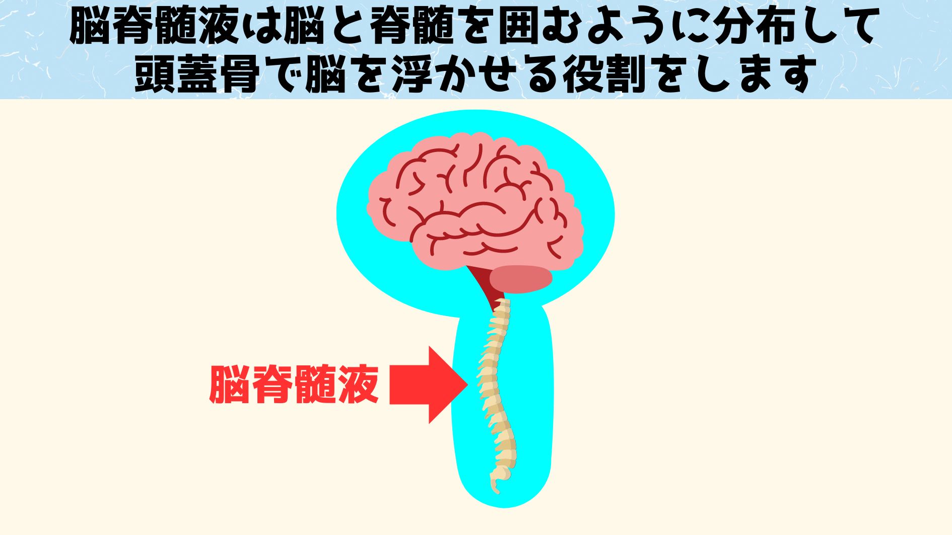 今回の主役は脳脊髄液です