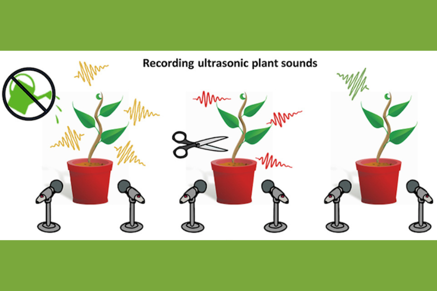 植物は人に聞こえない「悲鳴」をあげていた！動物たちには聞こえている可能性も…