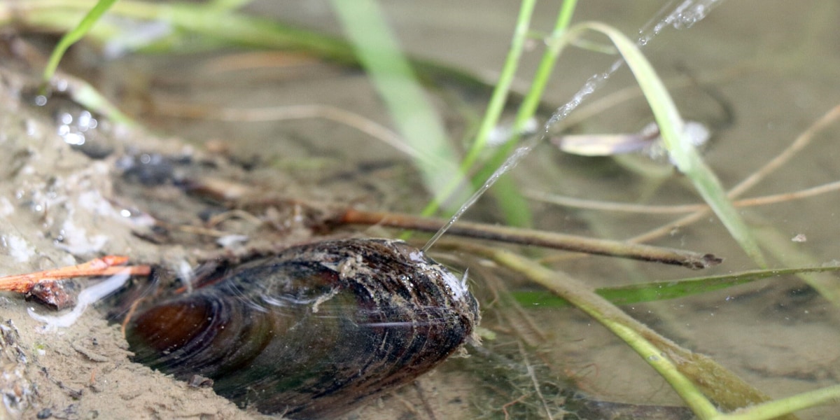 川辺に移動して6時間も水鉄砲を打ち続けるイガイの珍行動を発見！